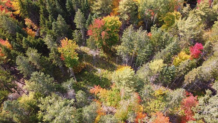 penobscot experimental forest