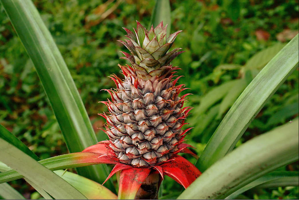 Pineapple: Species of flowering plant in the family Bromeliaceae