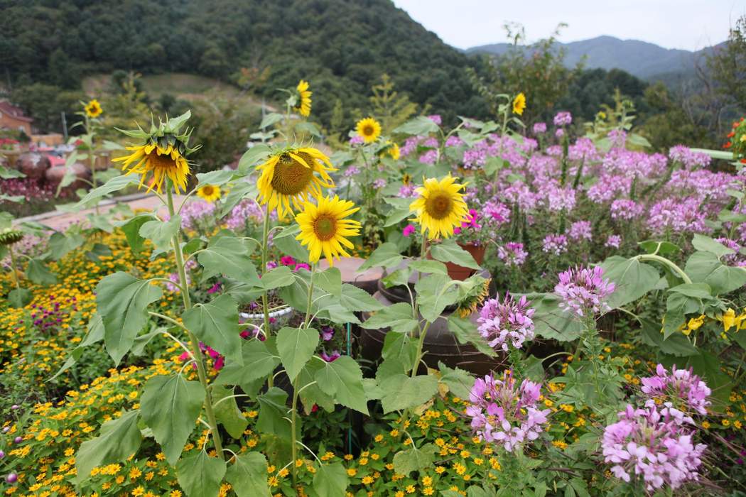 Pocheon: City in Gyeonggi, South Korea