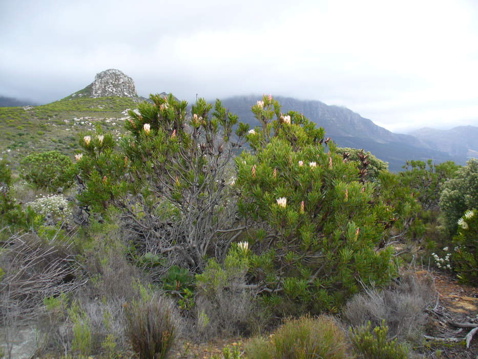 Protea: Genus of South African flowering plants