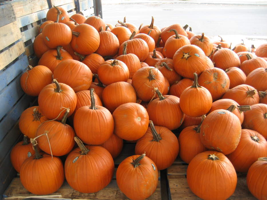 Pumpkin: Category of culinary winter Cucurbita squashes