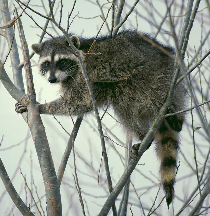 Raccoon: Medium sized mammal native to North America