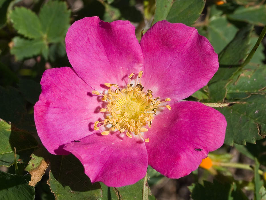 Rosa woodsii: Species of flowering plant