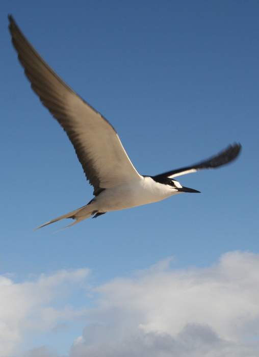 Seabird: Birds that have adapted to life within the marine environment