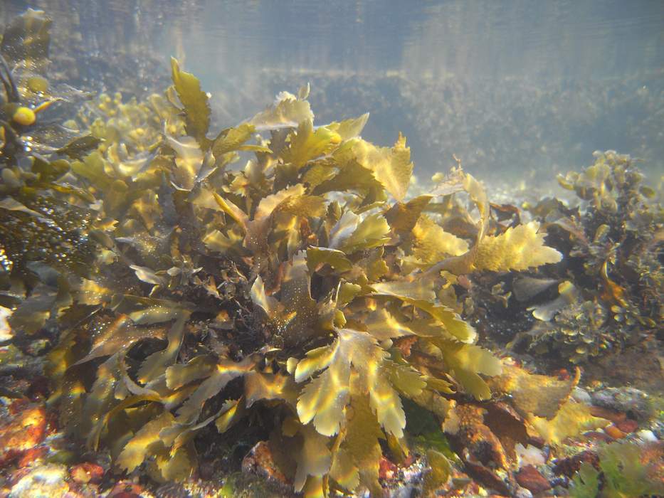 Seaweed: Macroscopic marine algae