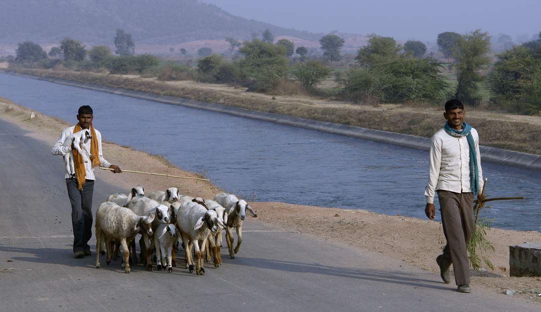 Shepherd: Person who tends, feeds, or guards flocks of sheep