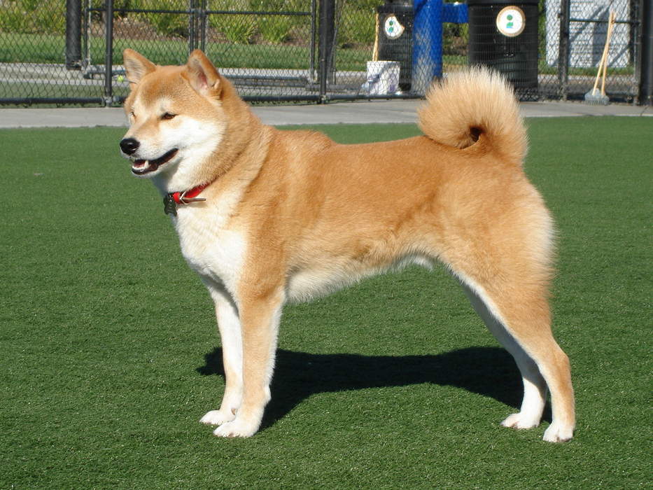 Shiba Inu: Japanese dog breed