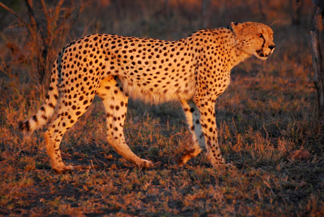 Southeast African cheetah: Subspecies of carnivore