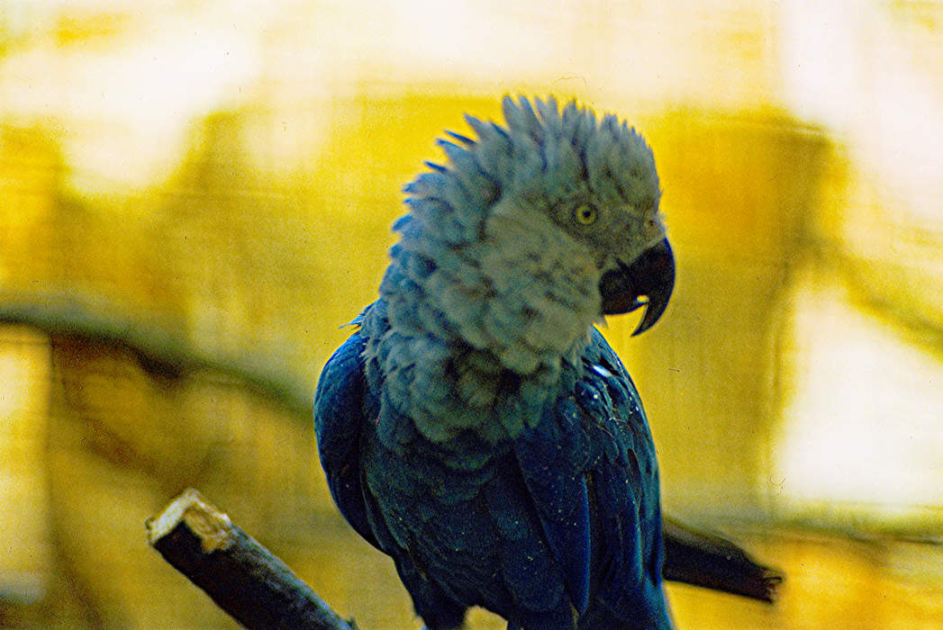 Spix's macaw: Species of macaw that is extinct in the wild