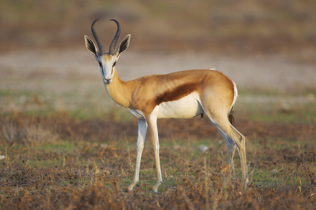 Springbok: Antelope of southwest and south Africa