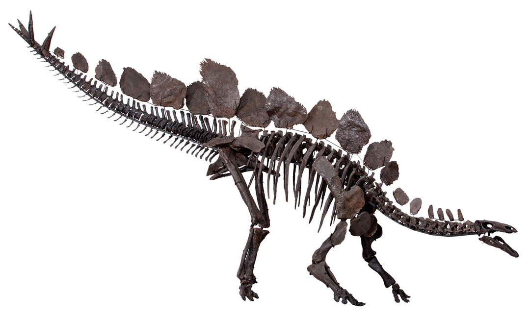 Stegosaurus: Thyreophoran stegosaurid dinosaur genus from Late Jurassic period