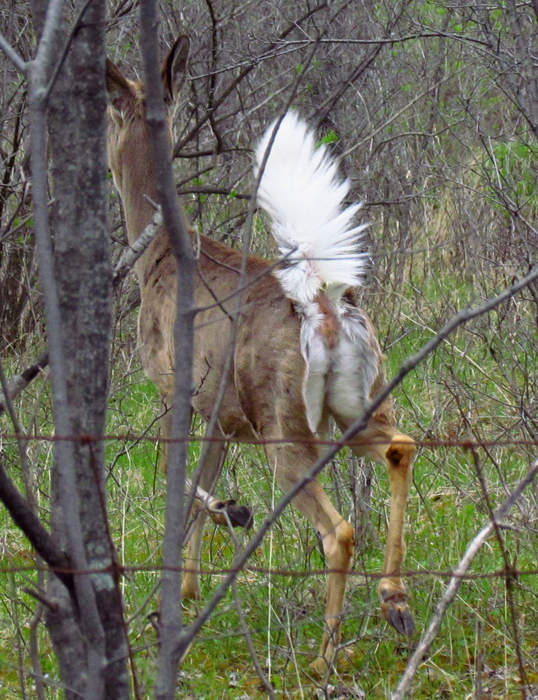 Tail: Distinct, flexible appendage to the torso of an animal