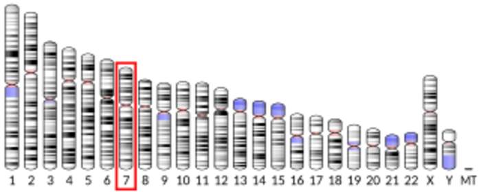 VGF: Mammalian protein found in Homo sapiens