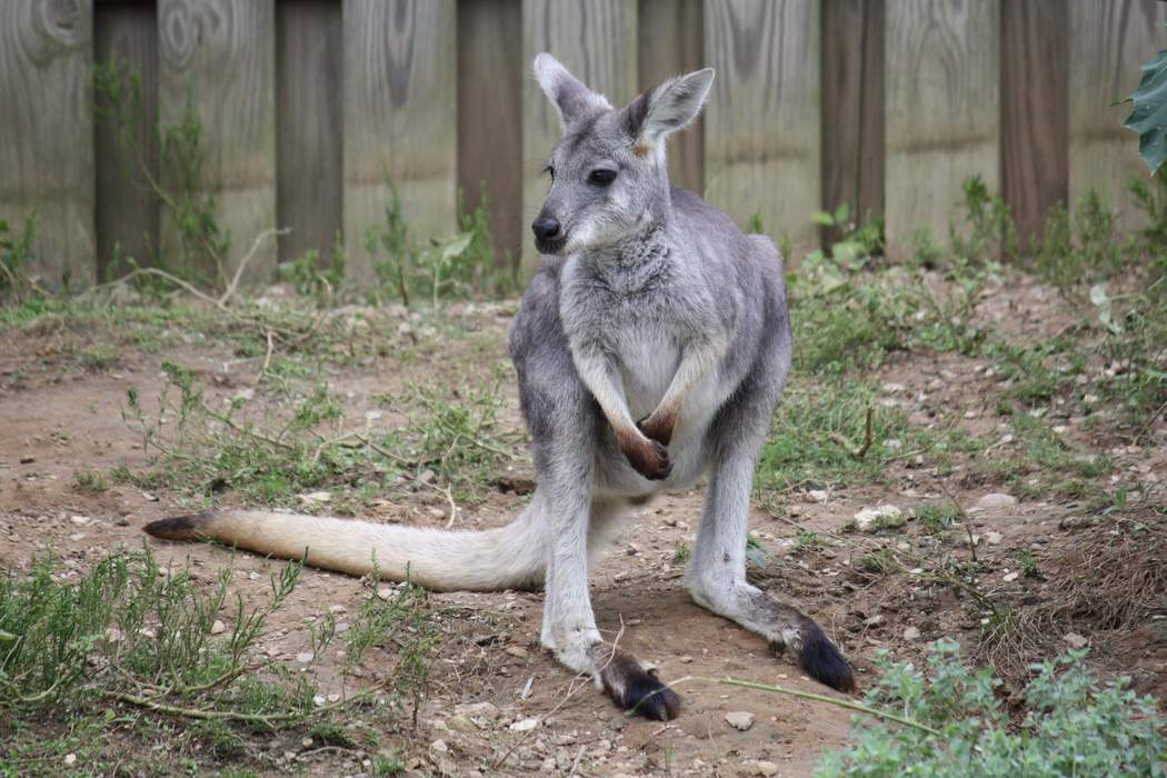 Wallaroo: Category of marsupial